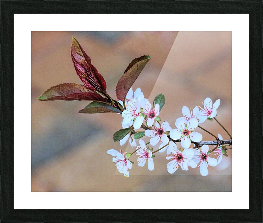 Cherry plum blossom Picture Frame print