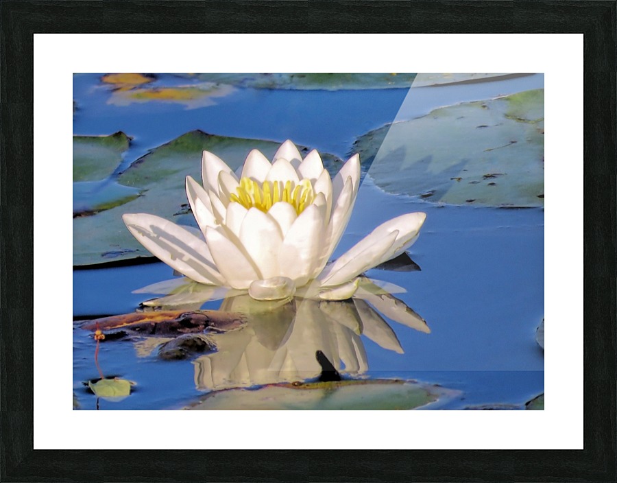 Water lily reflection Picture Frame print