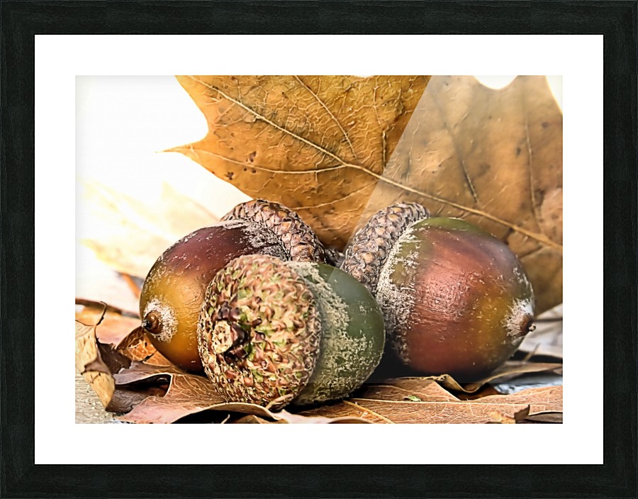 Acorns Picture Frame print