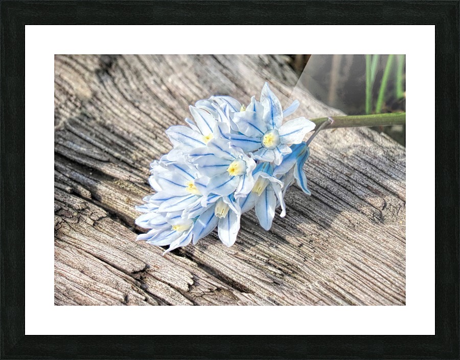 Russian Snowdrops Picture Frame print