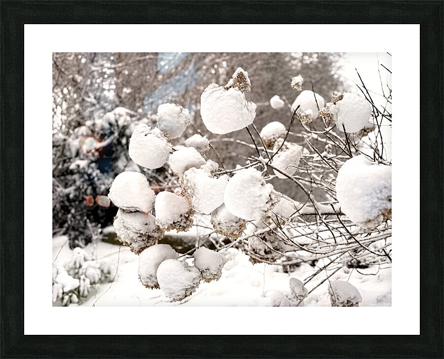 Snowcovered hydrangeas  Picture Frame print