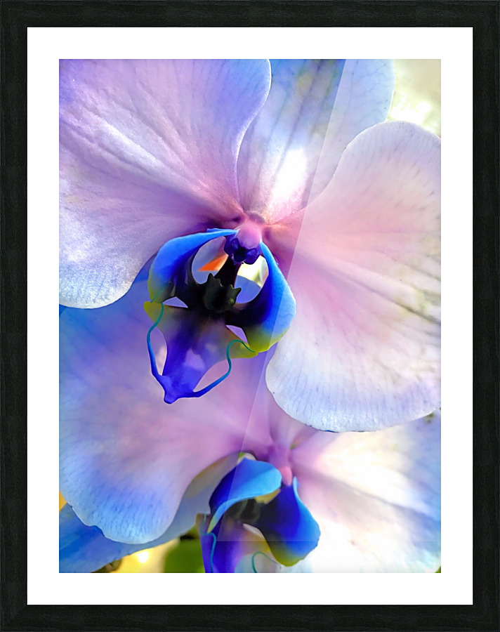 Orchids  Picture Frame print