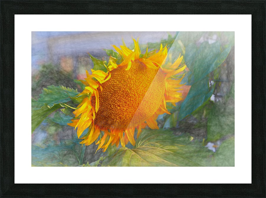 Sunflower beauty Picture Frame print