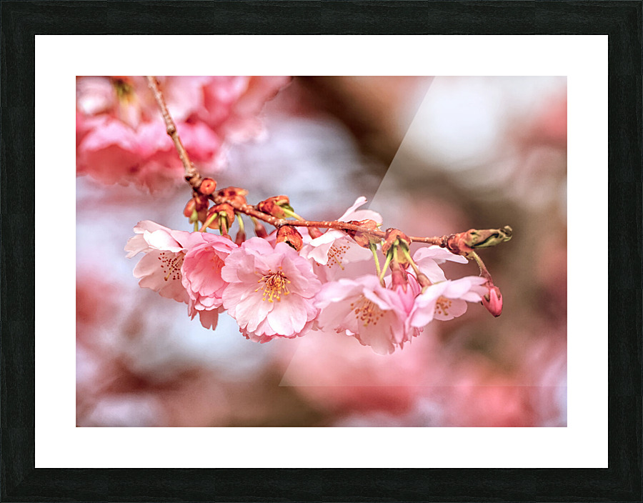 Spring pink cherry blossoms Picture Frame print