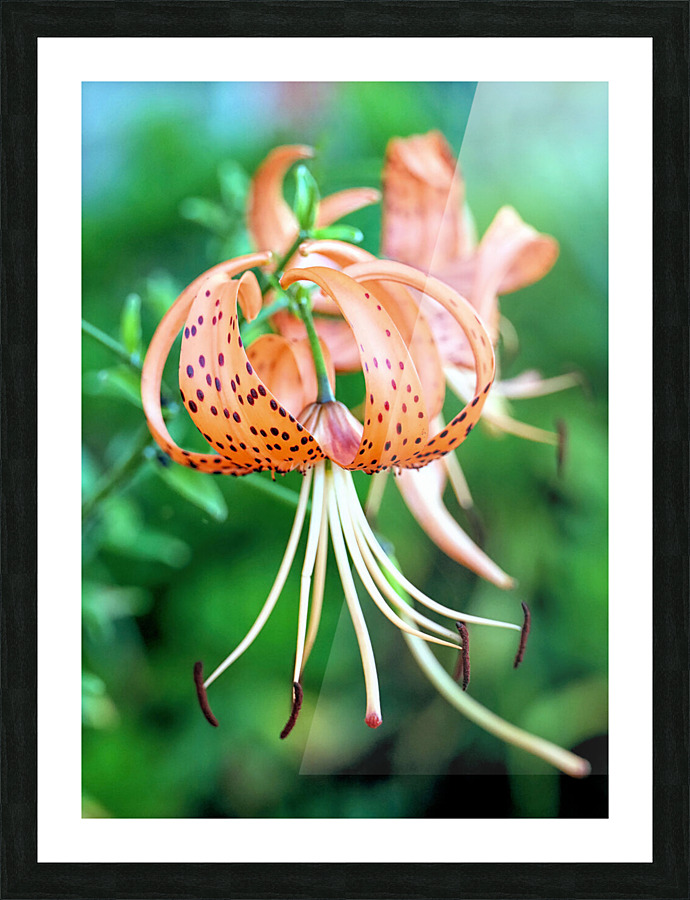 Tiger lilies  Picture Frame print