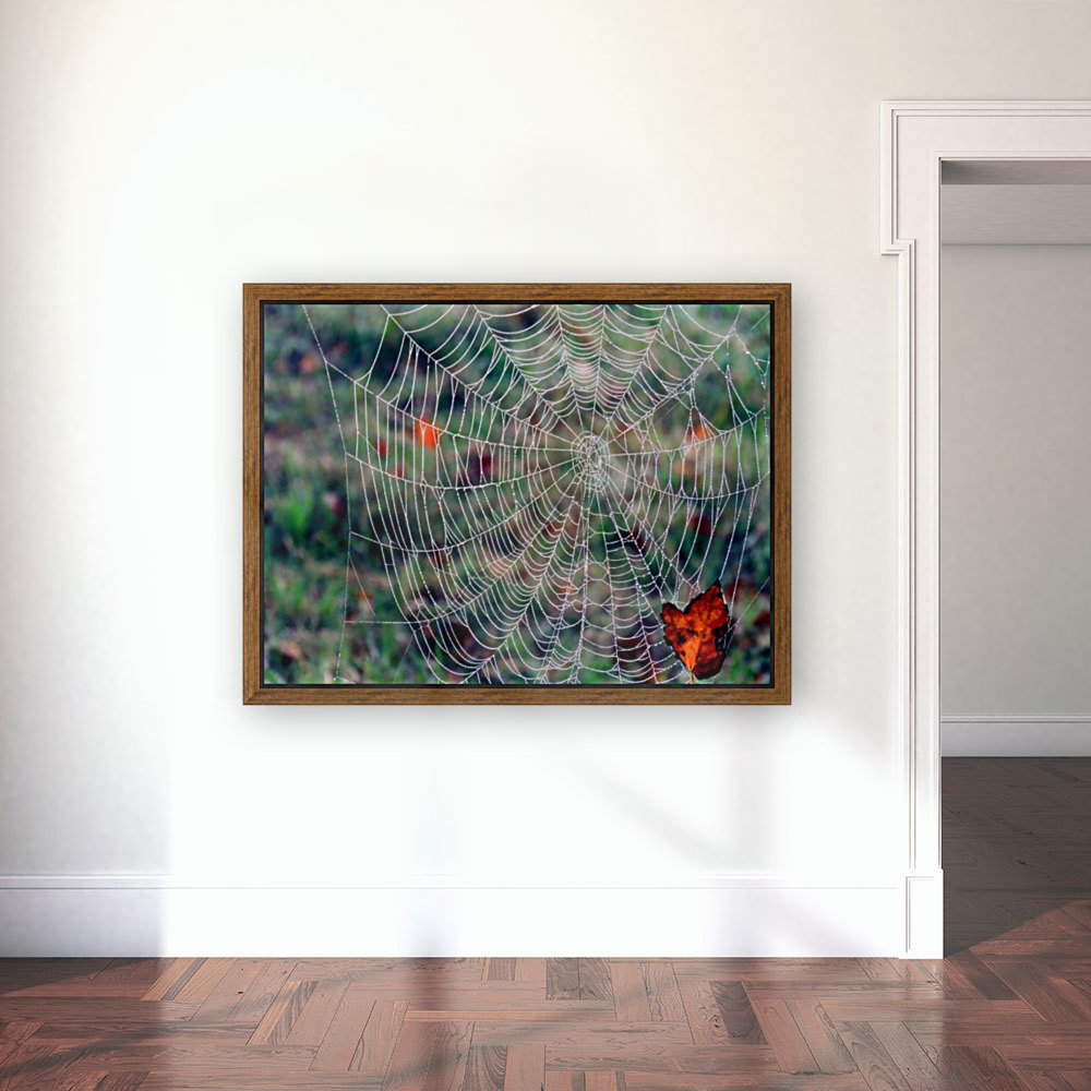 Spider web Reproduction