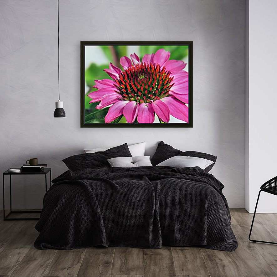Pink coneflower  Reproduction