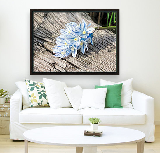 Russian Snowdrops Reproduction