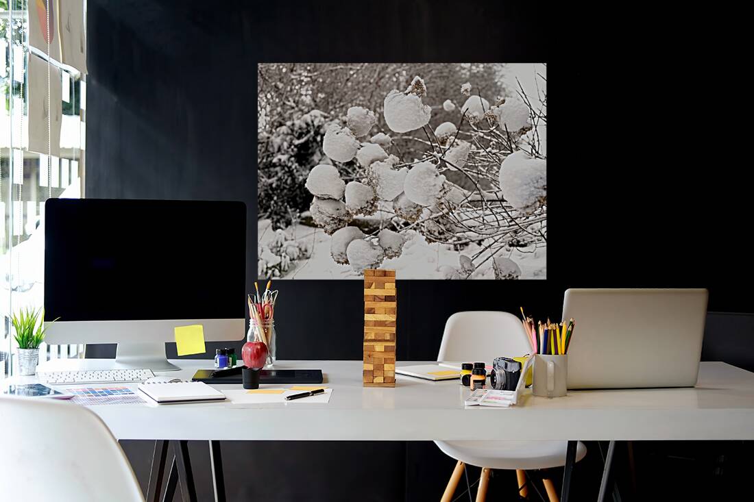 Snowcovered hydrangeas  Reproduction