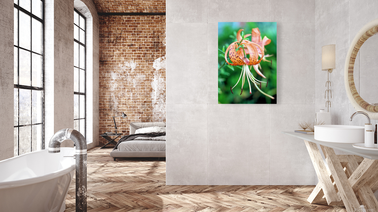 Tiger lilies  Reproduction