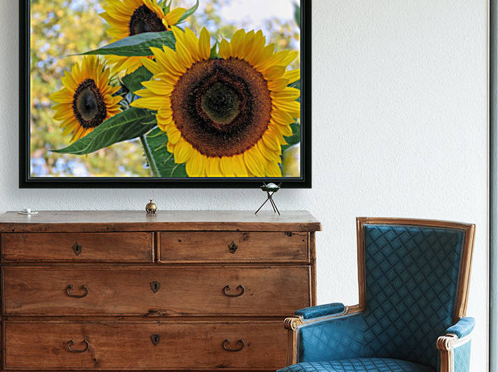 Sunflower trio Reproduction