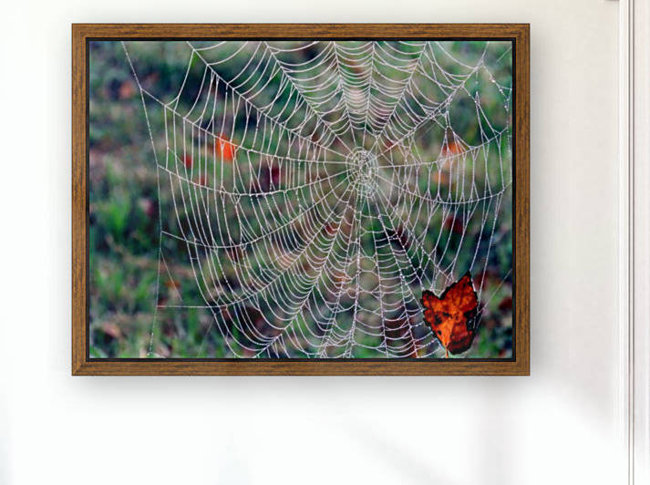 Spider web by Photography by Janice Drew