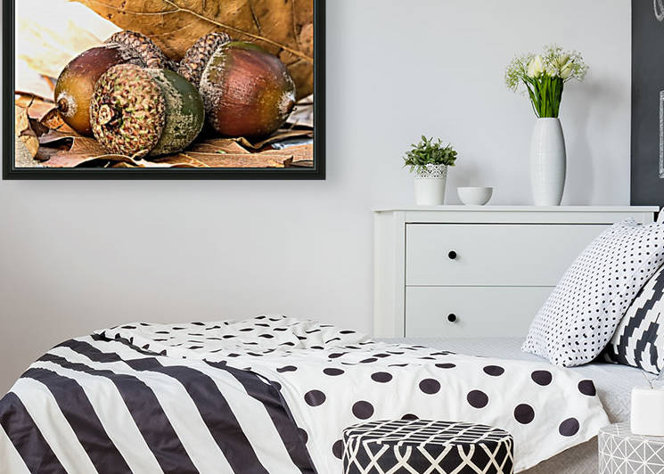 Acorns by Photography by Janice Drew