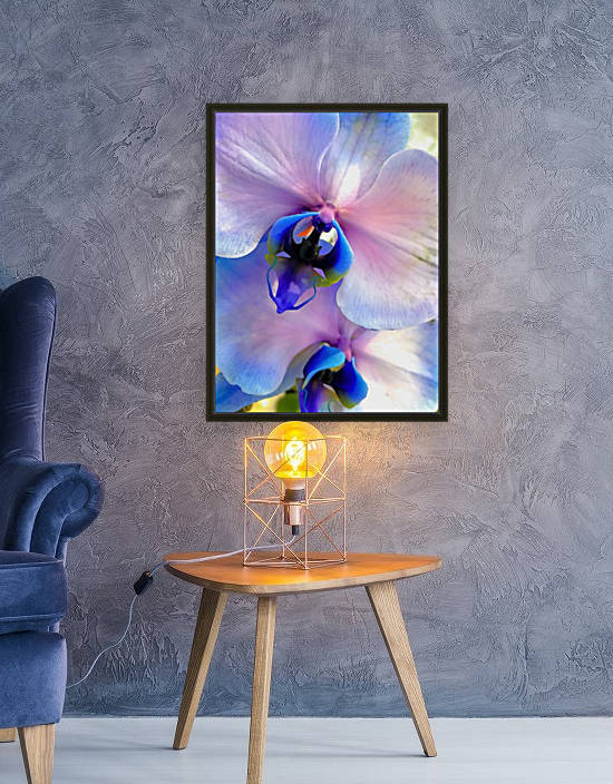 Orchids  by Photography by Janice Drew