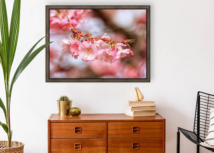 Spring pink cherry blossoms by Photography by Janice Drew