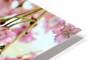 Weeping cherry blossoms HD Metal print