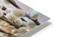 Pussy willows HD Metal print
