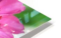 Pink coneflower  HD Metal print