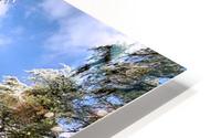 Tall pines  HD Metal print