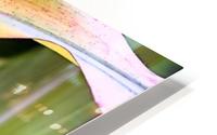 Flint corn leaf HD Metal print