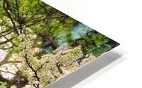 Springtime  HD Metal print