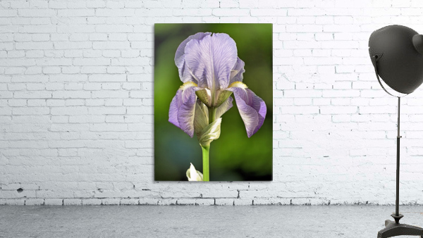 Light purple iris Wall Preview
