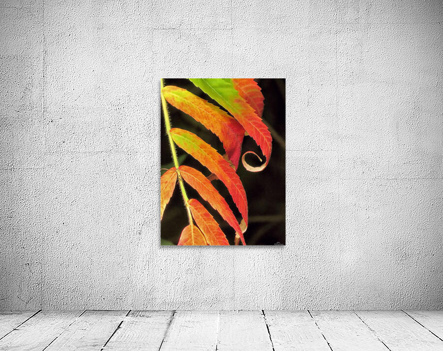 Staghorn sumac Wall Preview