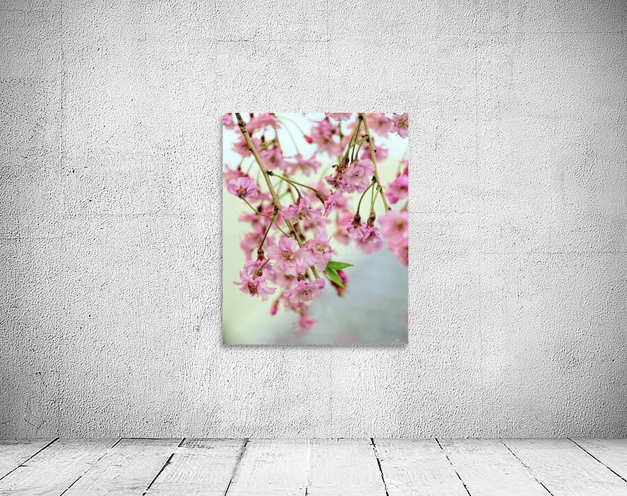 Weeping cherry blossoms Wall Preview