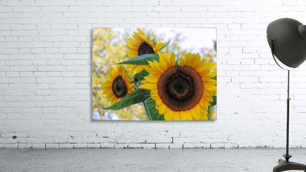 Sunflower trio Wall Preview