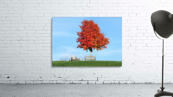 Under the foliage tree Wall Preview