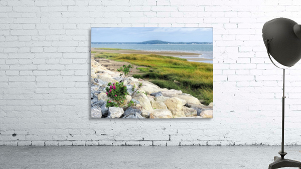 Beach grass changing colors Wall Preview