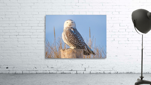 Snowy owl Wall Preview