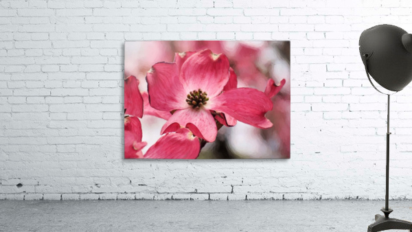 Dogwood Wall Preview