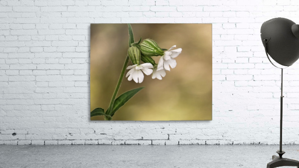 White campion Wall Preview
