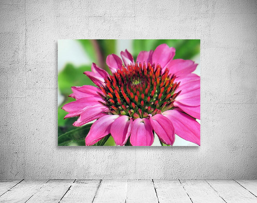 Pink coneflower  Wall Preview