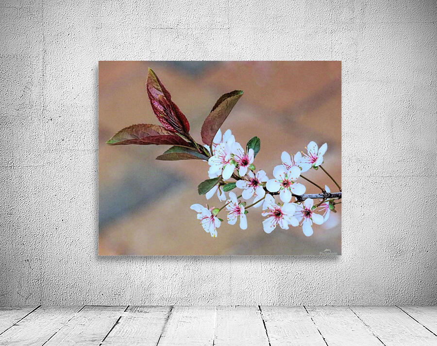 Cherry plum blossom Wall Preview