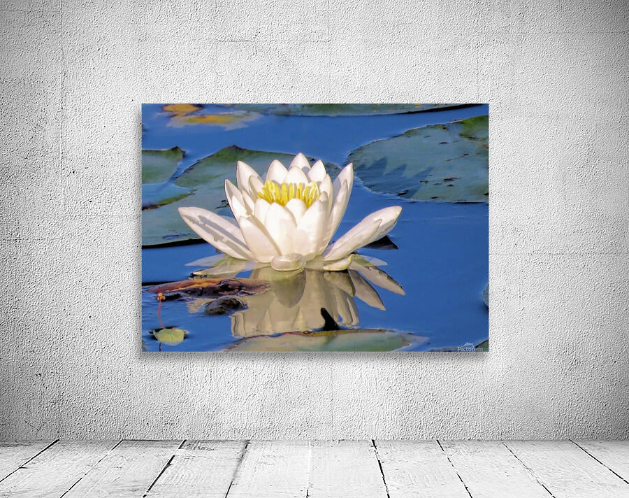 Water lily reflection Wall Preview
