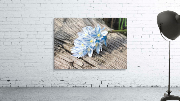 Russian Snowdrops Wall Preview