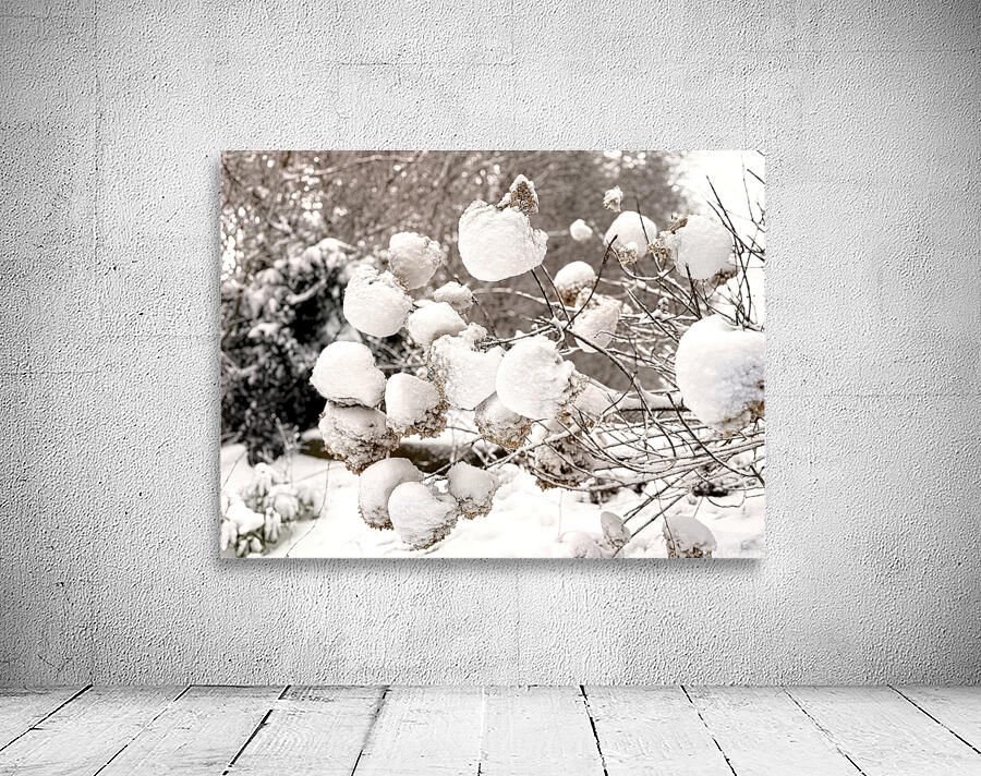 Snowcovered hydrangeas  Wall Preview
