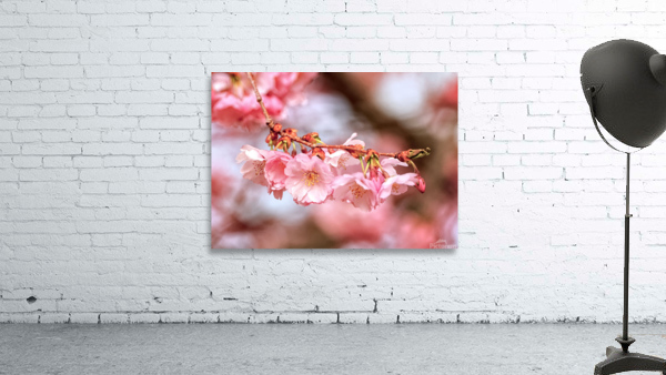 Spring pink cherry blossoms Wall Preview