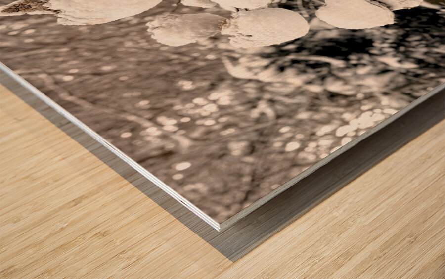 Snowcovered hydrangeas  Wood print