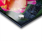 Pink Lemonade Acrylic print