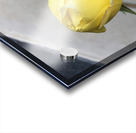 Yellow Rose Acrylic print