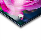 Hottest Pink Acrylic print