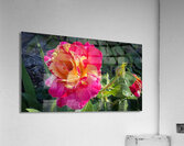 Pink Lemonade Acrylic Print