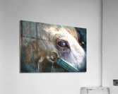 Horse Eye View Acrylic Print