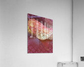 Foggy Rose Acrylic Print