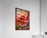 Frozen Rose Acrylic Print