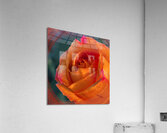 Popsicle Orange Acrylic Print