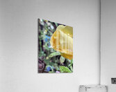 Crying Rose Acrylic Print